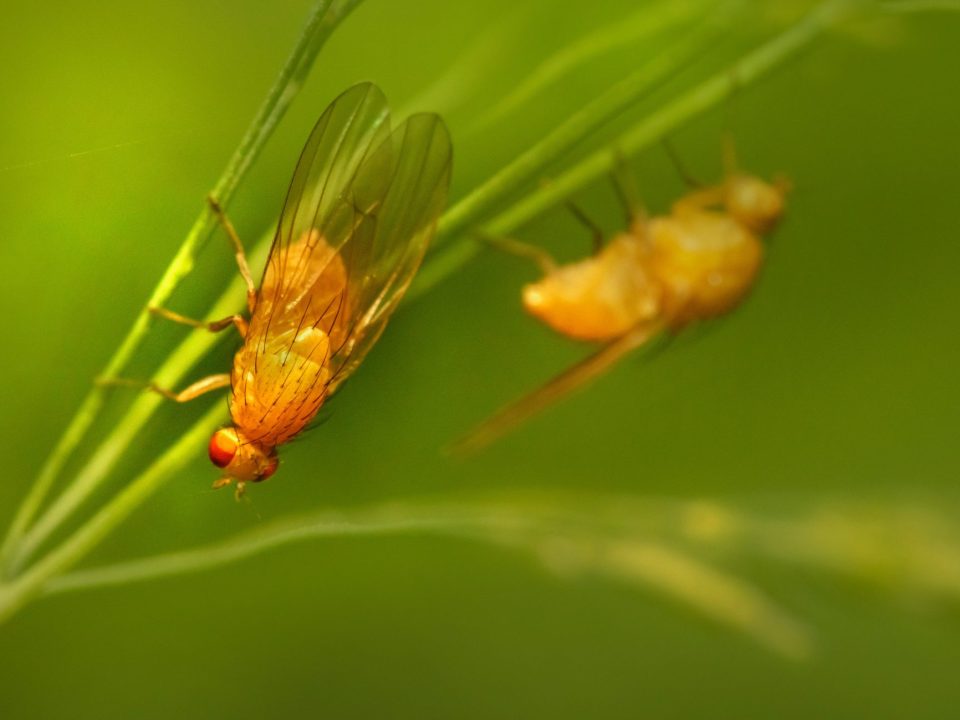 Flies on a plant
