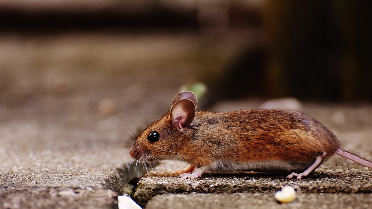 Mouse