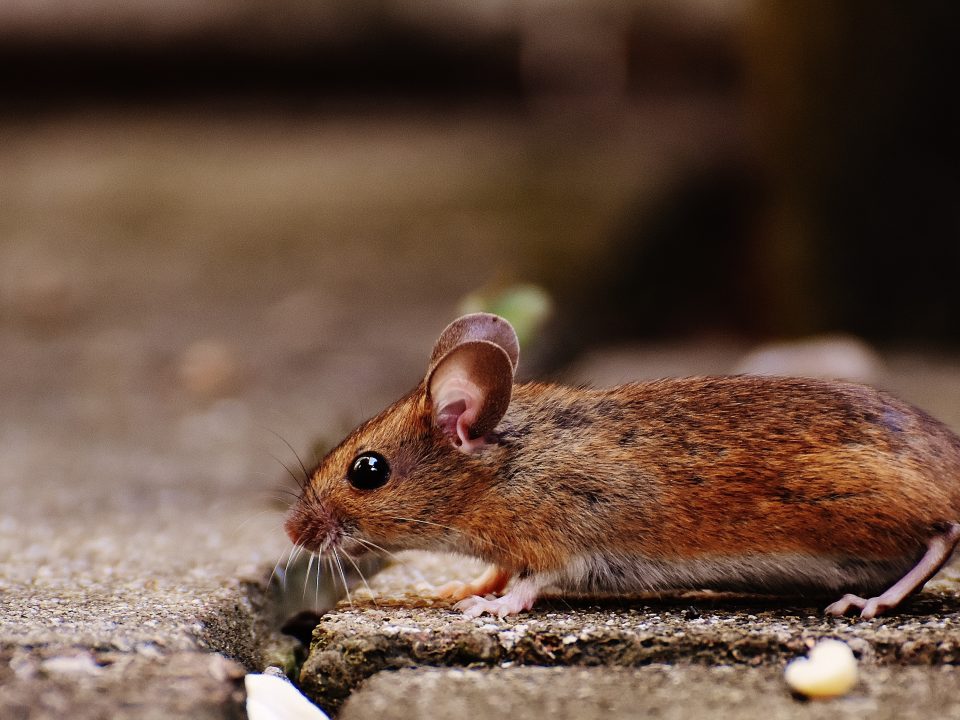 Mouse