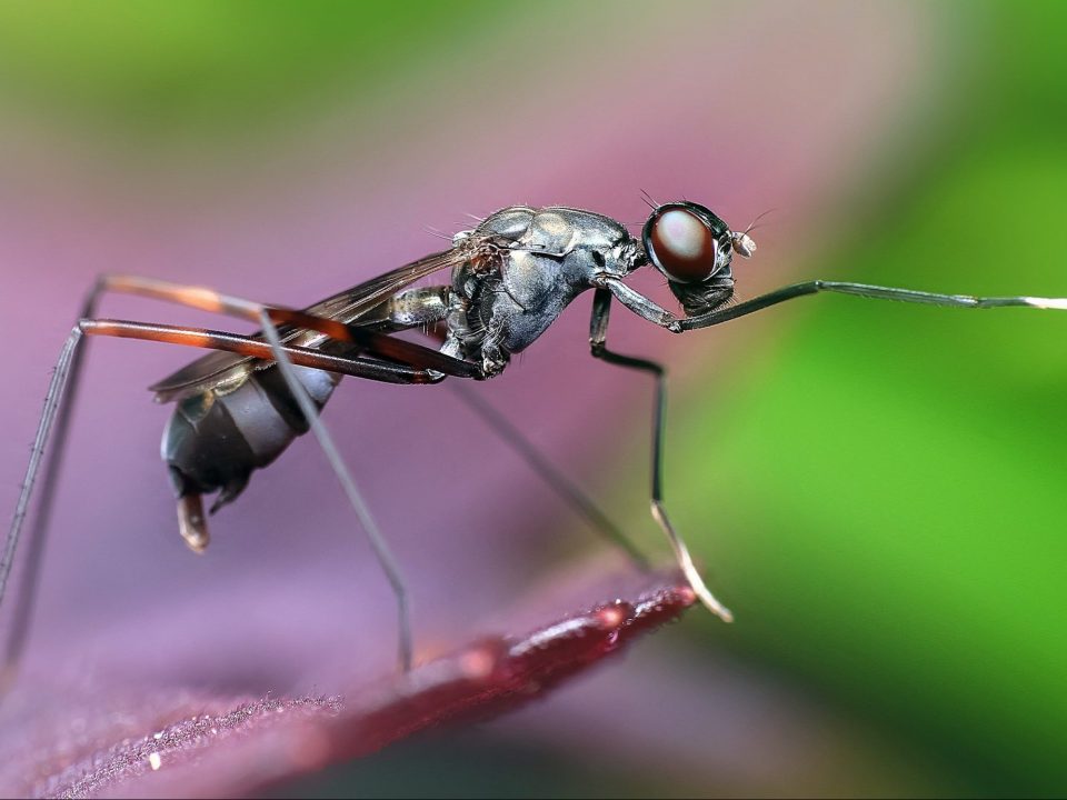 Bug on leaf