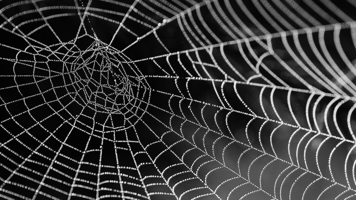 Spider web