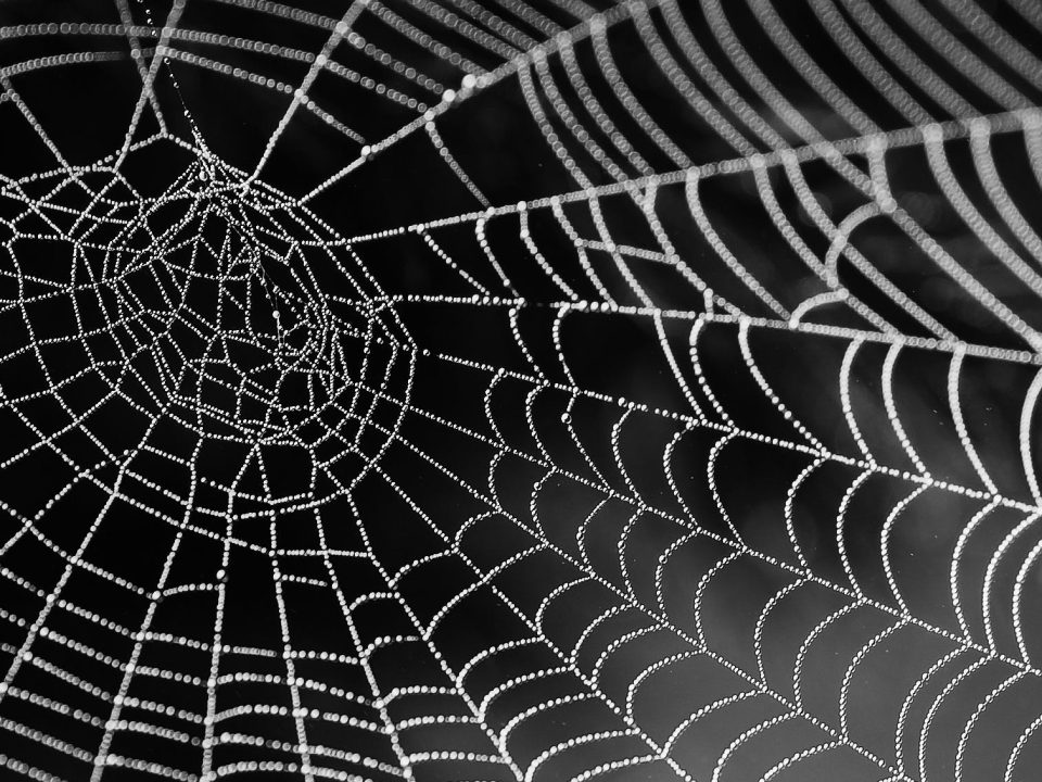 Spider web