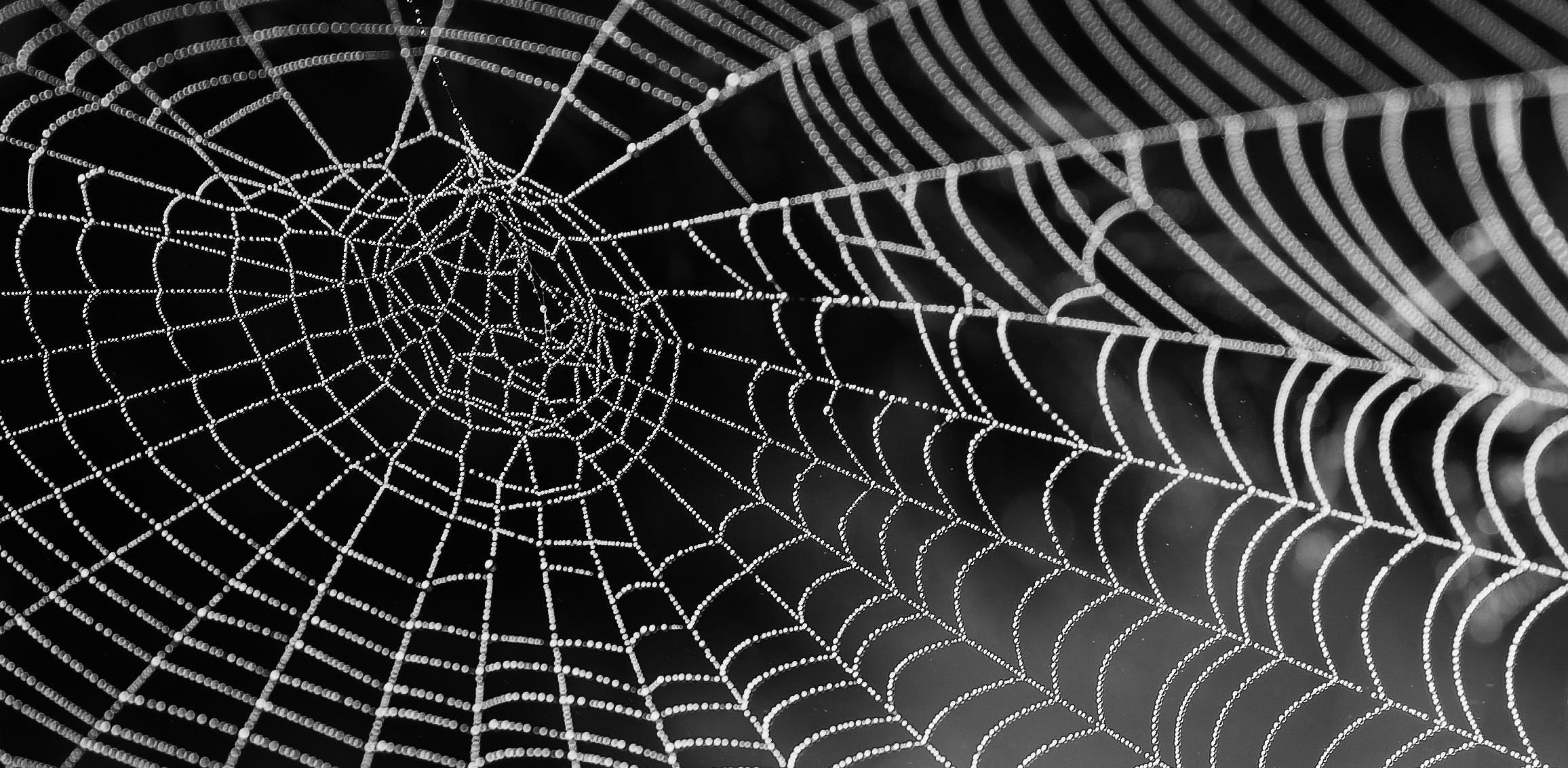 Creepy Crawlies of Halloween: A Guide to The Spookiest Pest