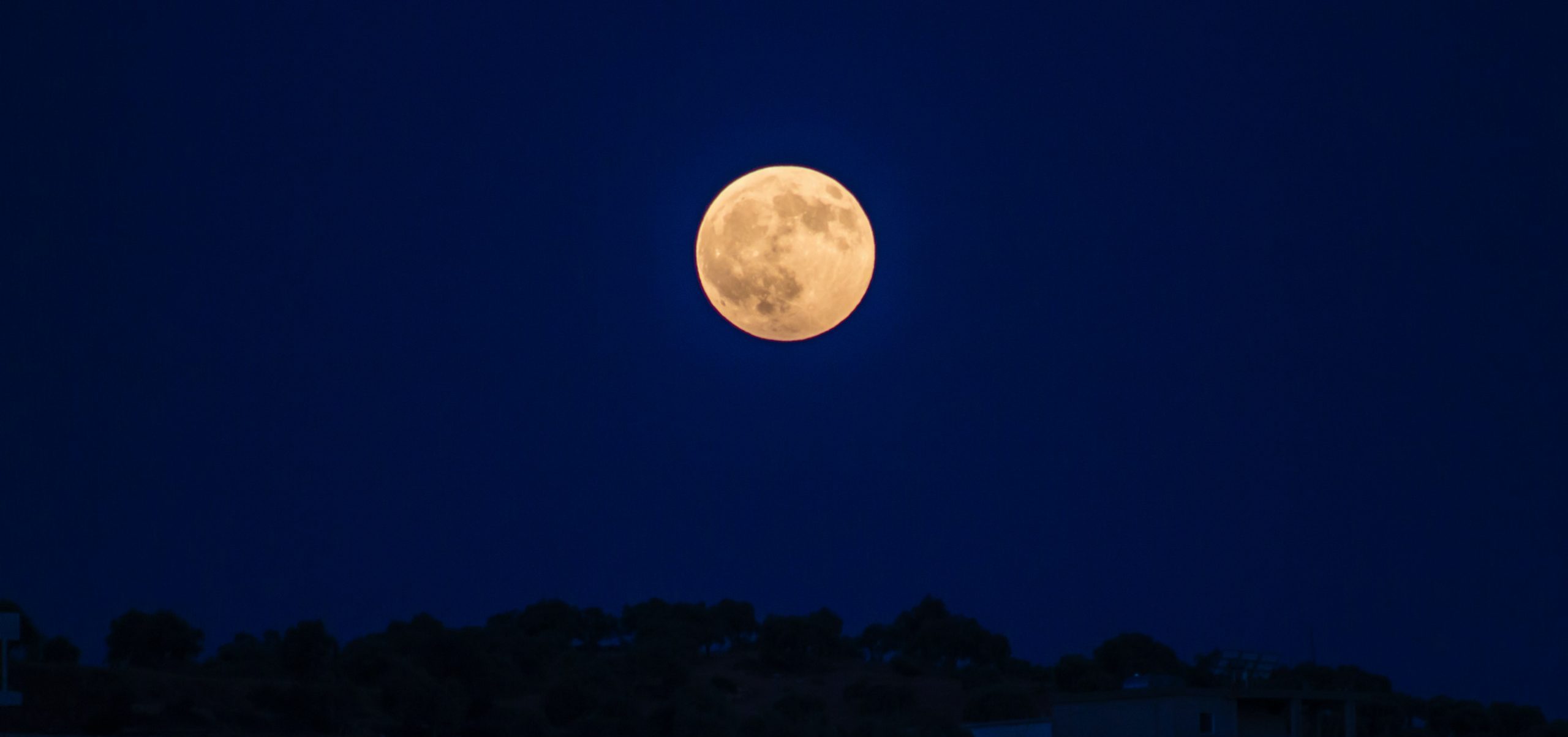 Night Owls of the Insect World: A Look into Nocturnal Pests and Their Habits