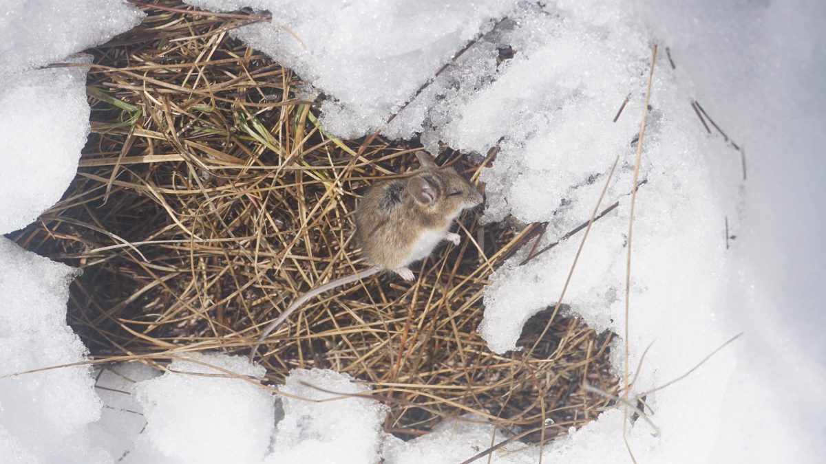 Mouse in snow