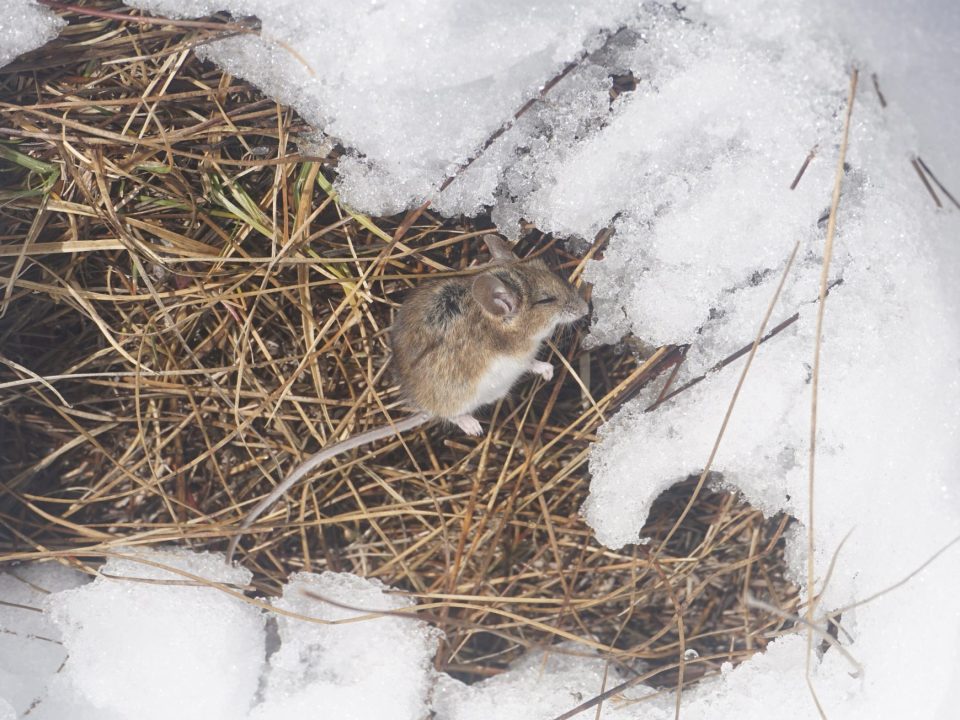 Mouse in snow