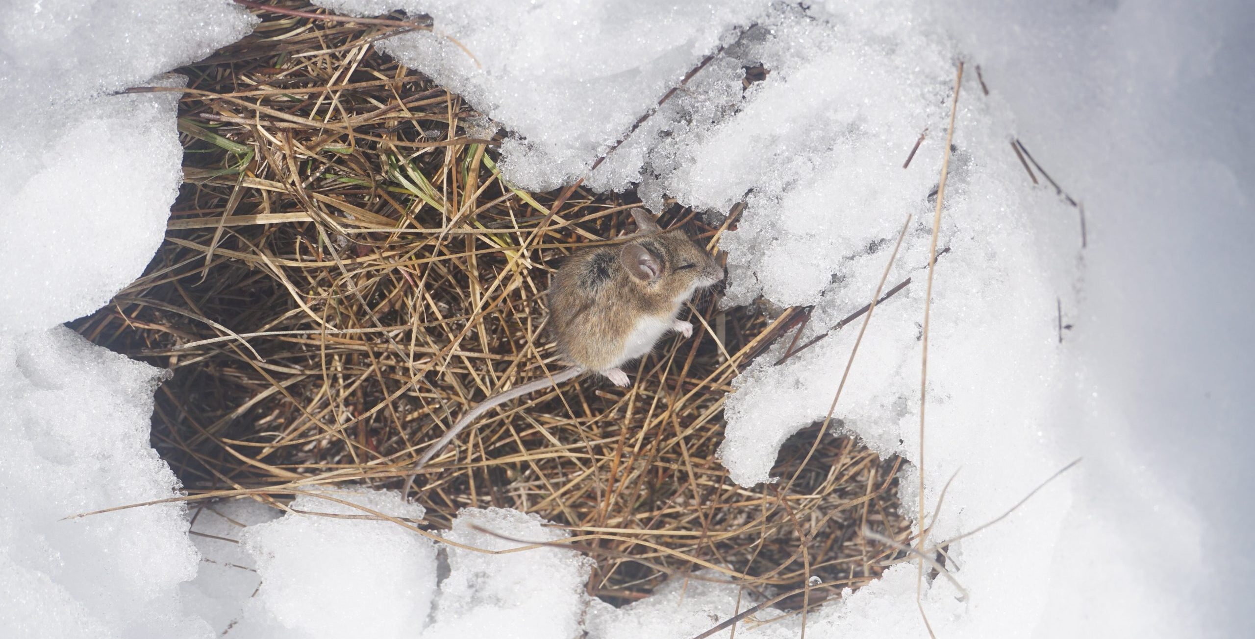 When is Rodent Season and What Do I Need To Do To Prepare?