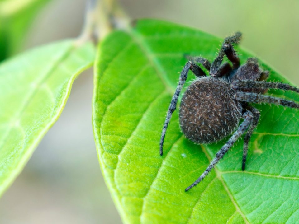 Spider on leaf