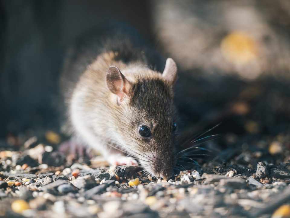 Mouse