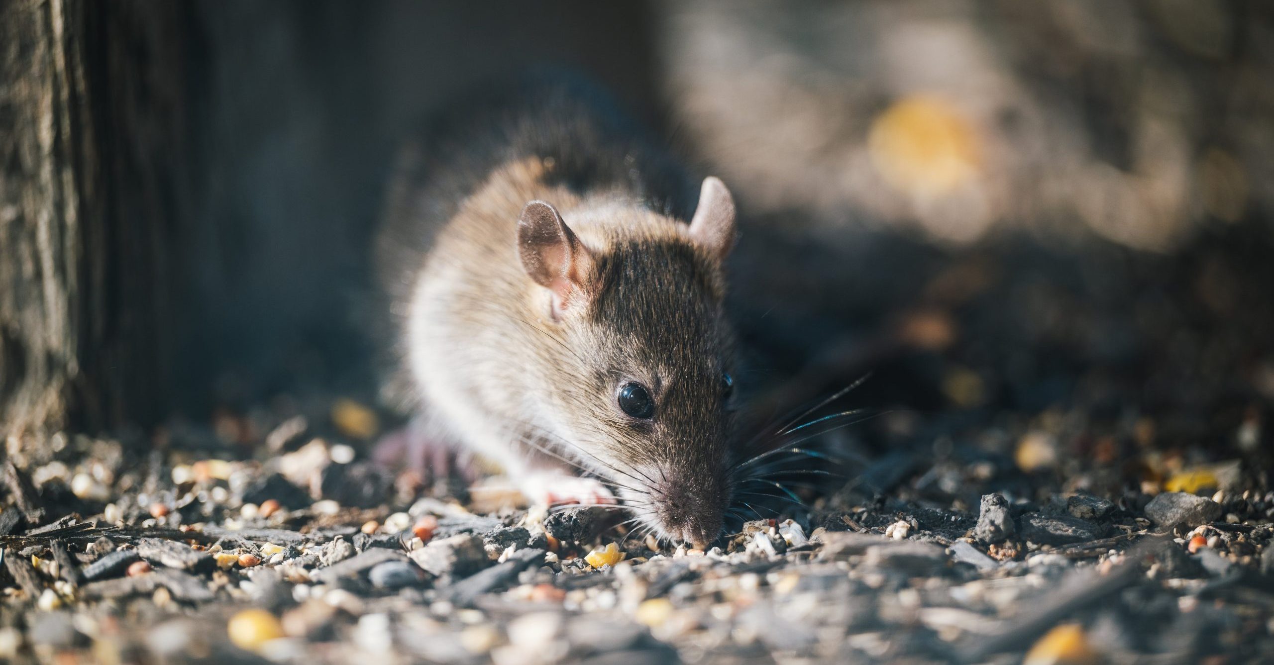 Do House Mice Carry Diseases & Are They Harmful Towards Humans & Pets?