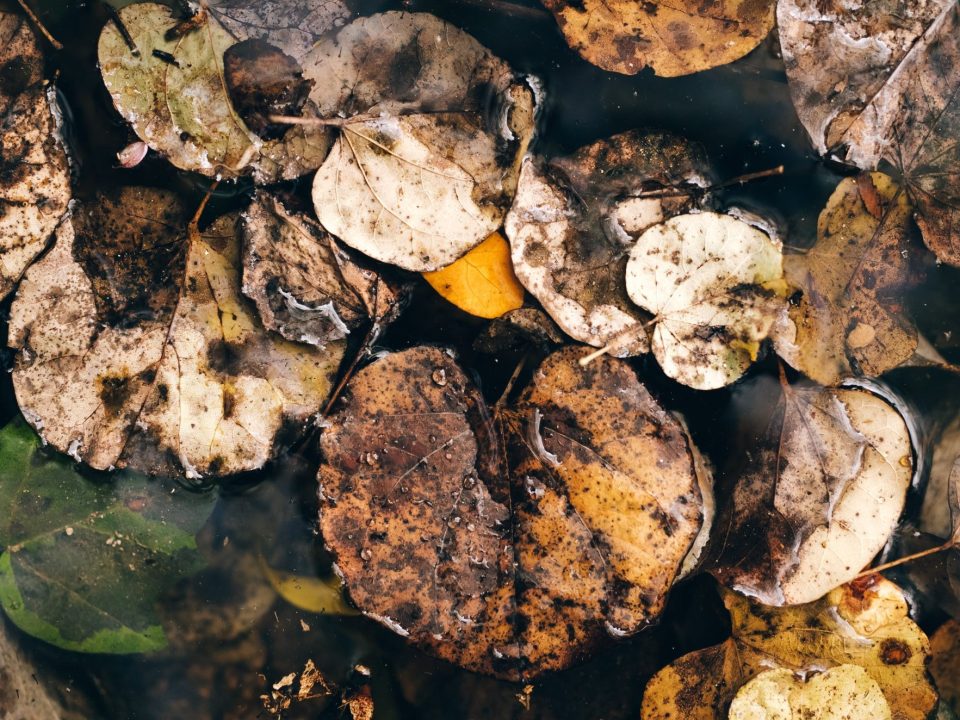 Leaves in water