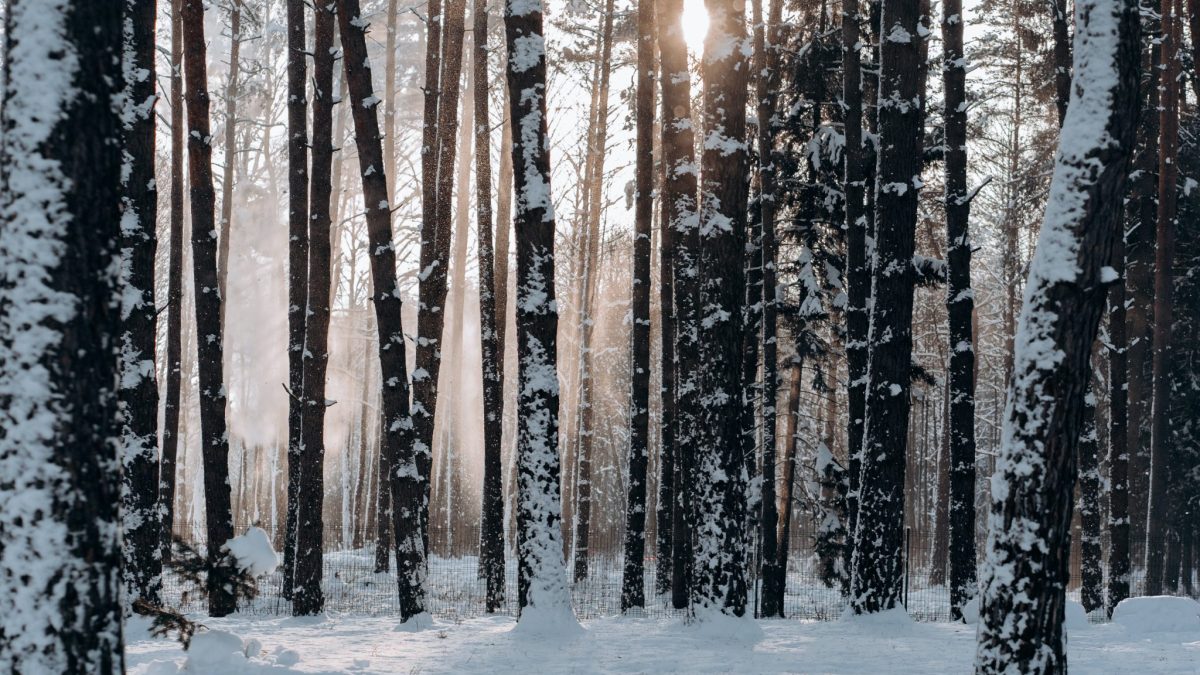 Snowy forest