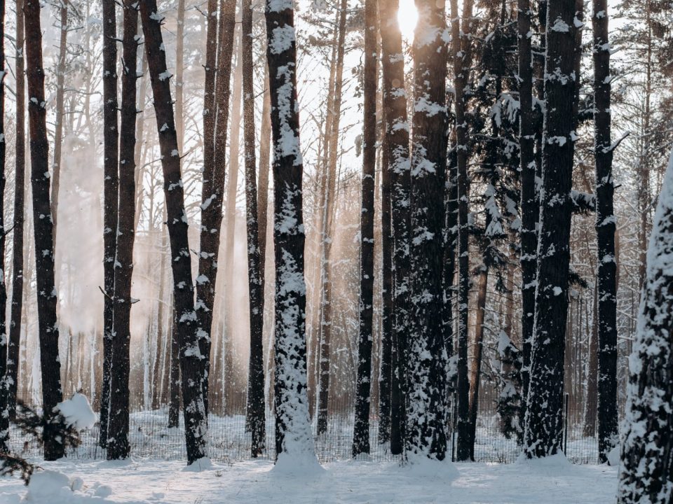 Snowy forest