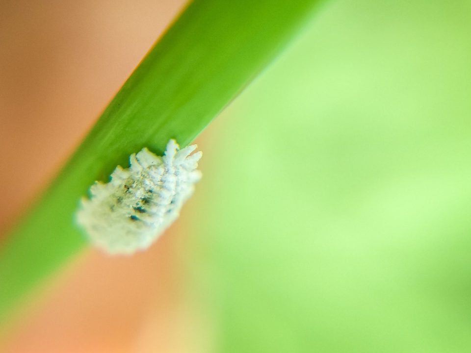 Mealy bug