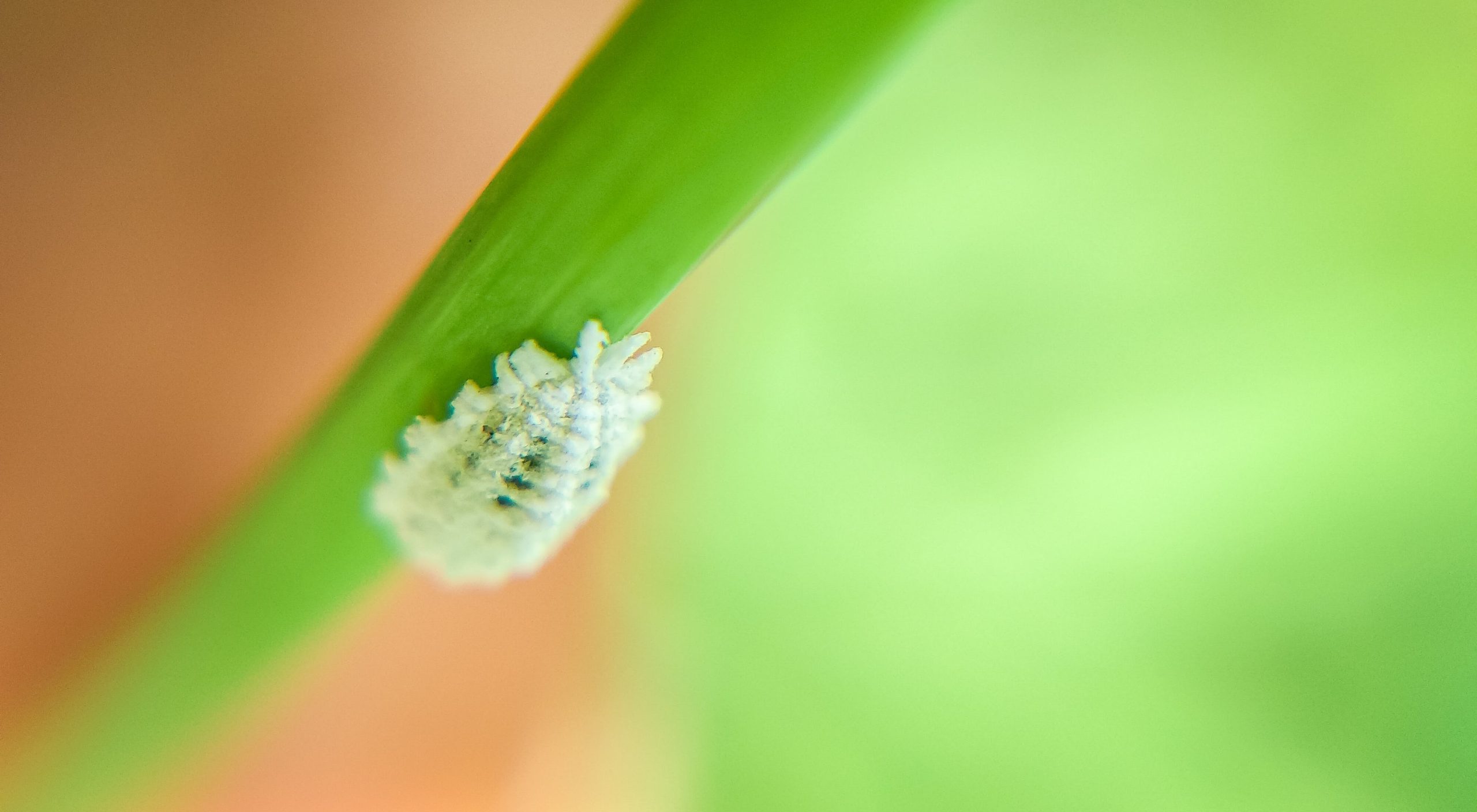 Mealybugs – What Are They and How Do I Get Rid of Them?