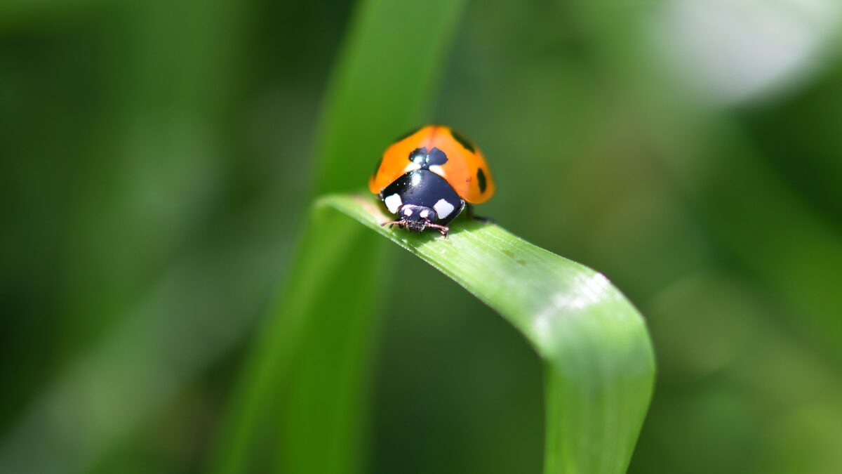 insect, asian ladybug