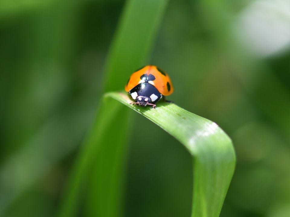 insect, asian ladybug