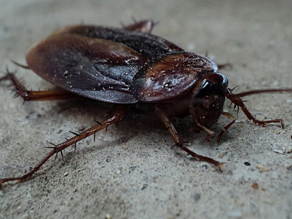 Cockroach
