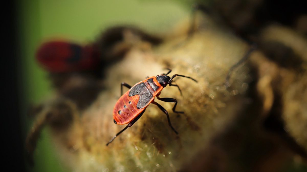 Beetle