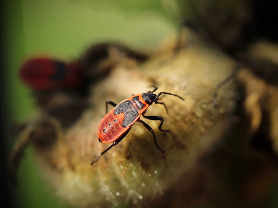 Beetle
