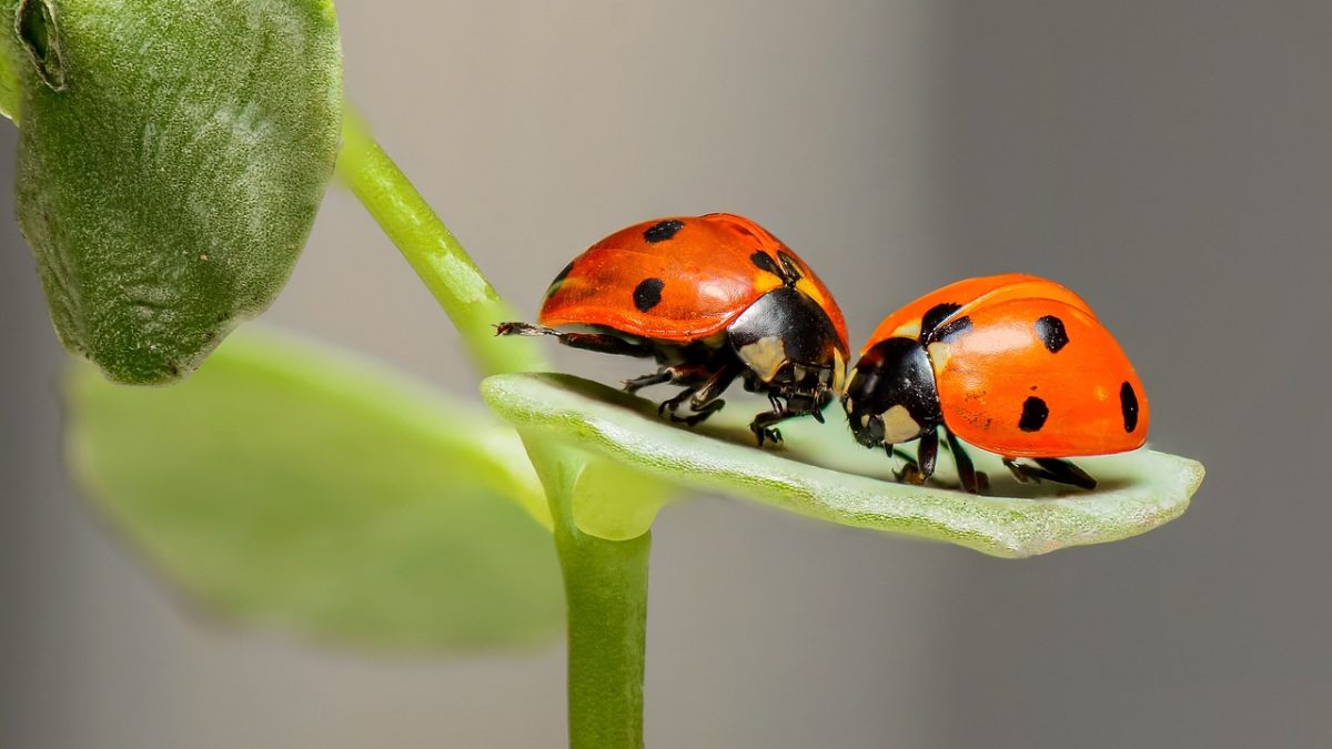 Ladybugs on a leaf