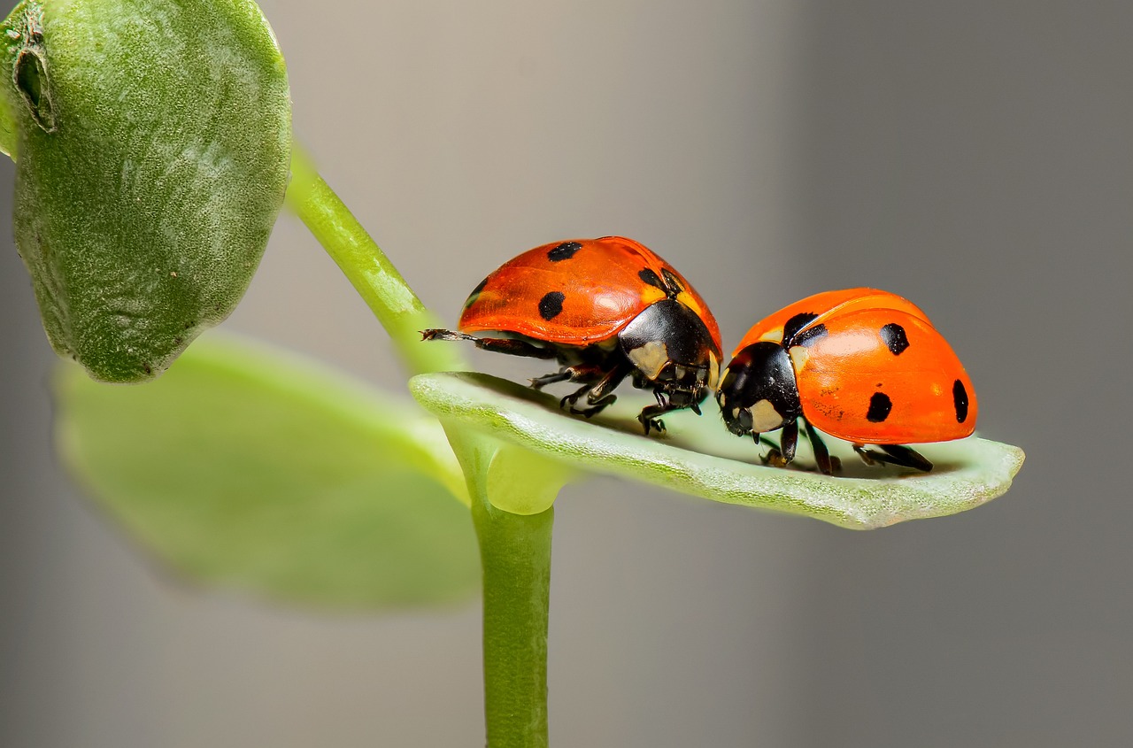 ladybugs on a stem