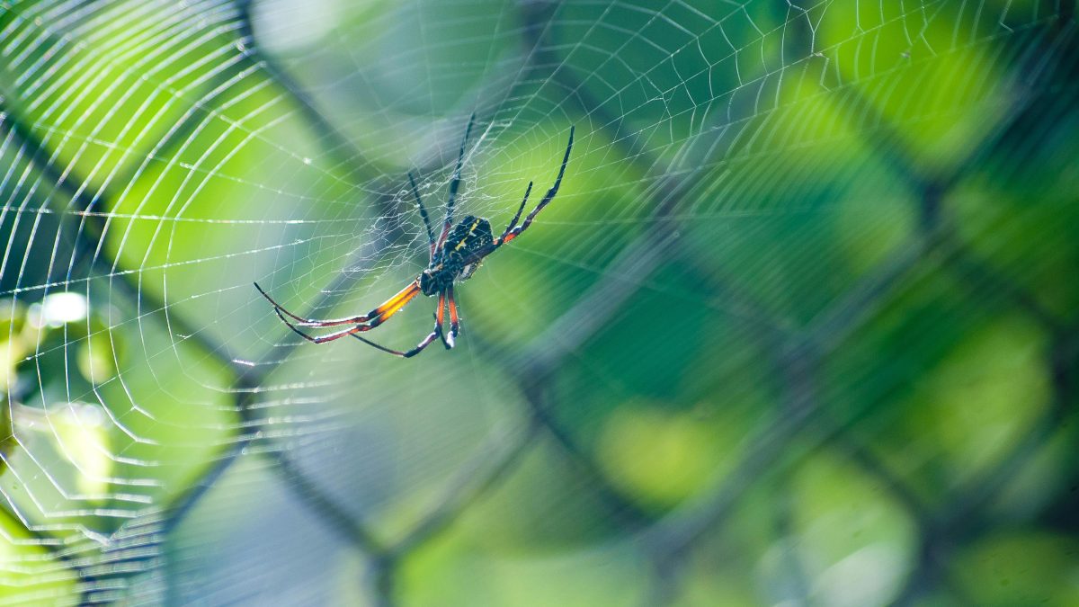 Spider on web