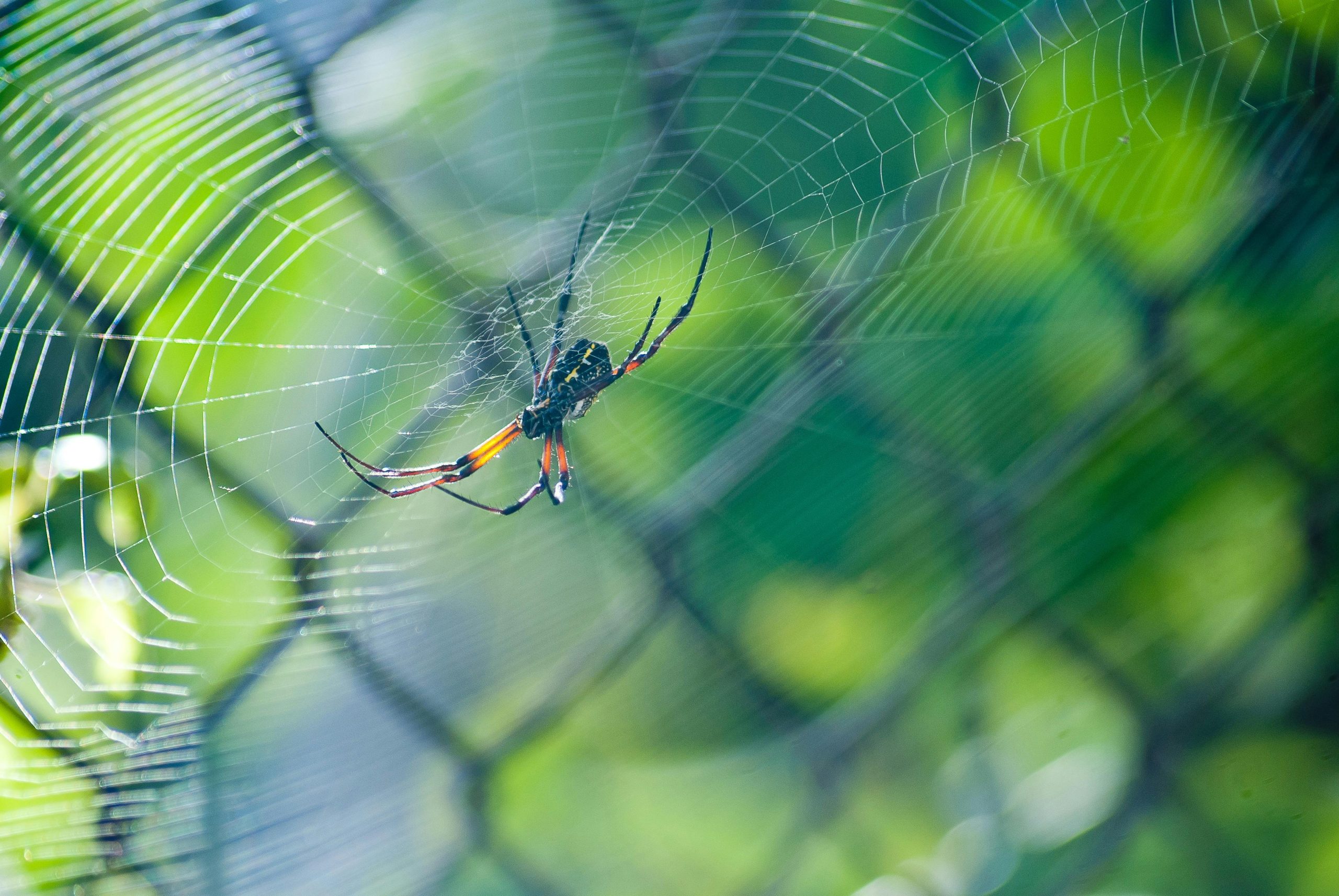 Spider Webbing Identification and Solutions