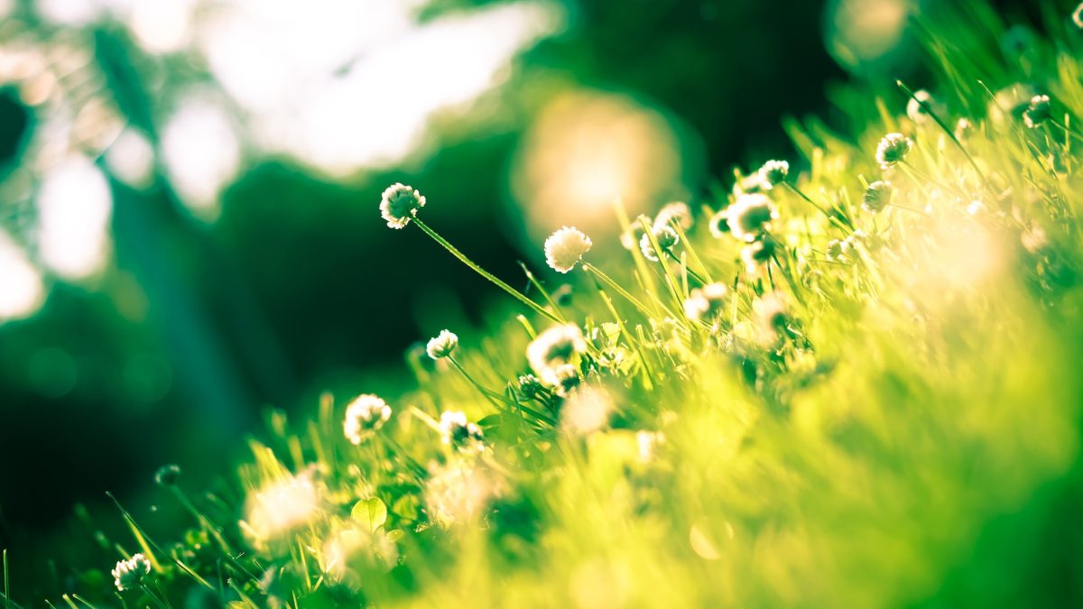 Flowers in a field