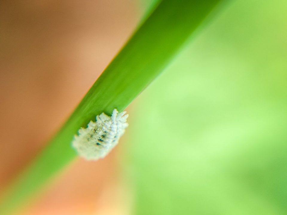 Mealy bug