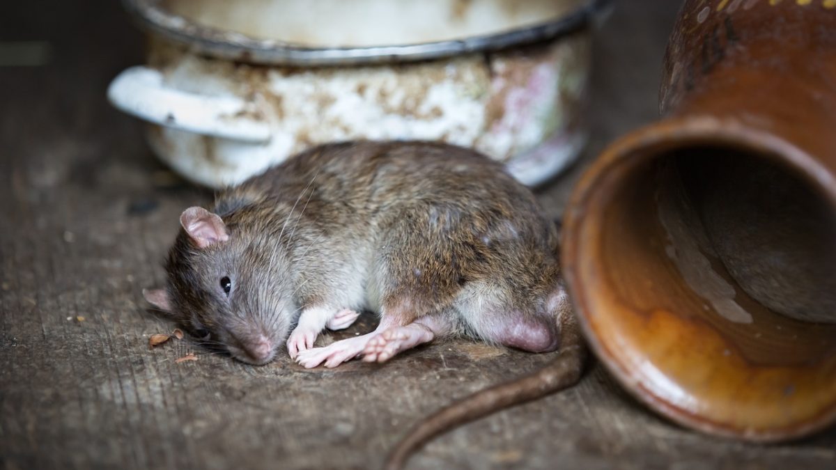 Rat