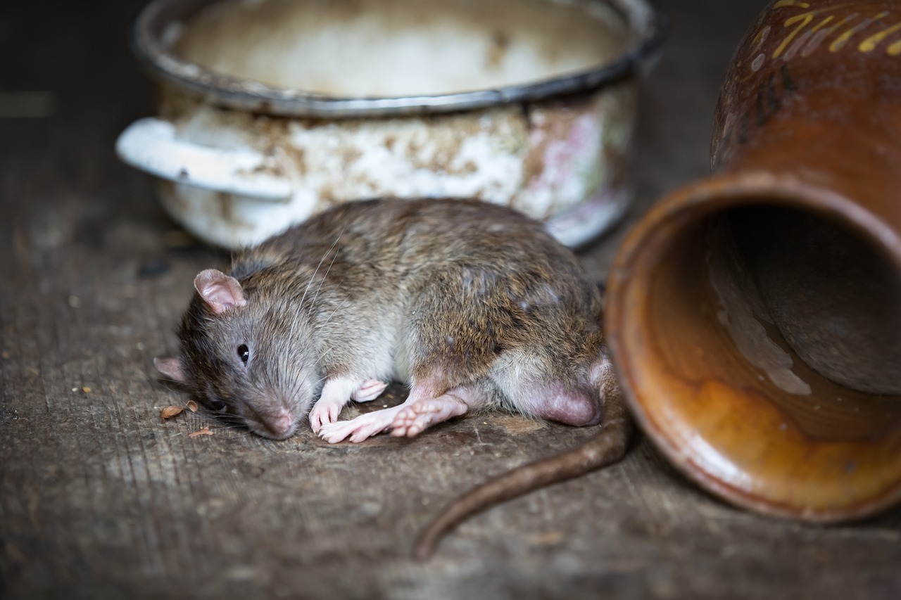 mice on a table