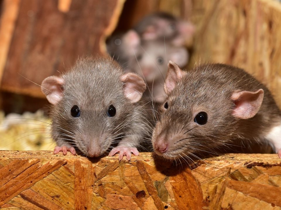 rat