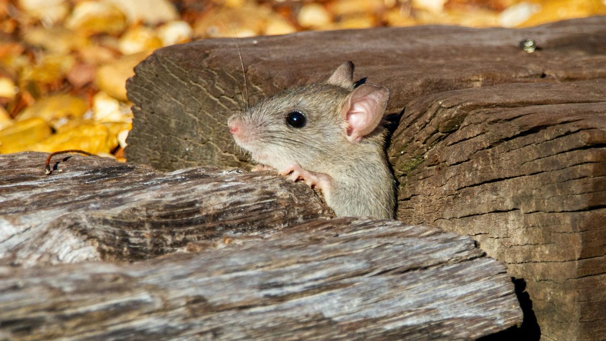 mouse burrowing in a wood beam