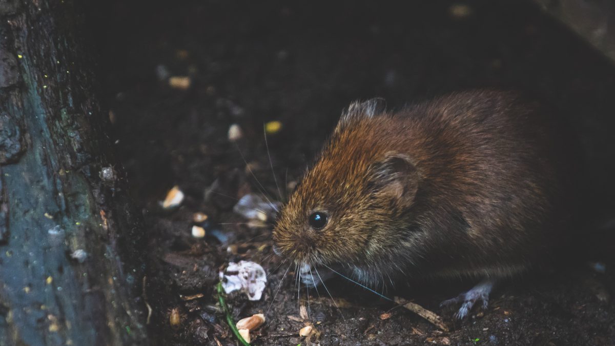 Rat