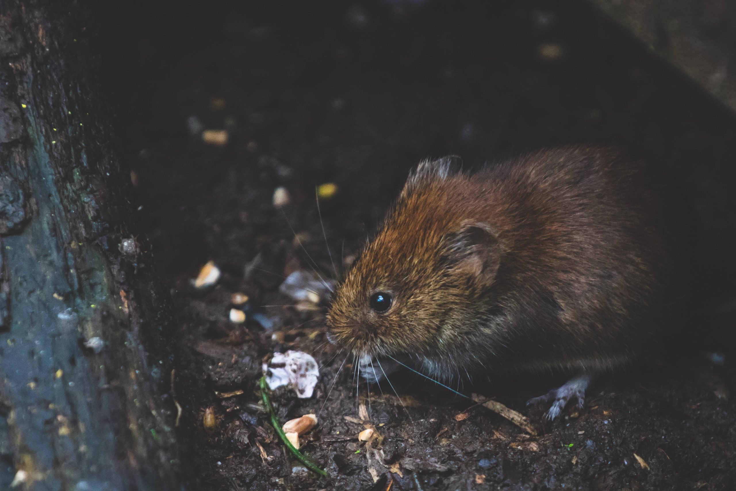 mice hiding in a log