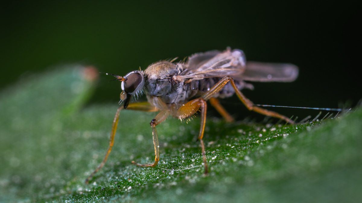 Fly on a leaf