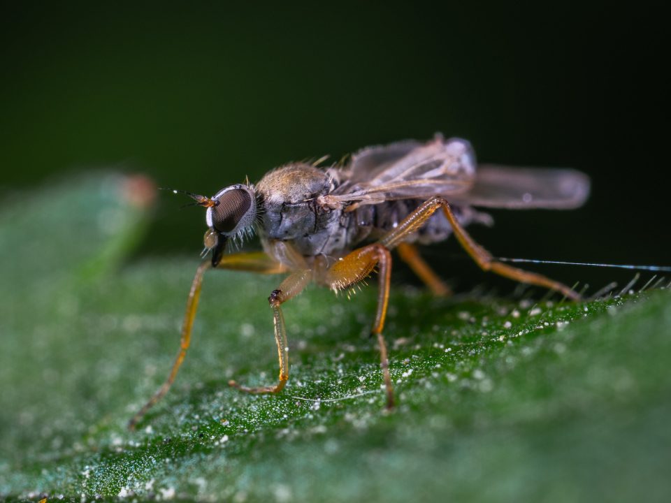 Fly on a leaf