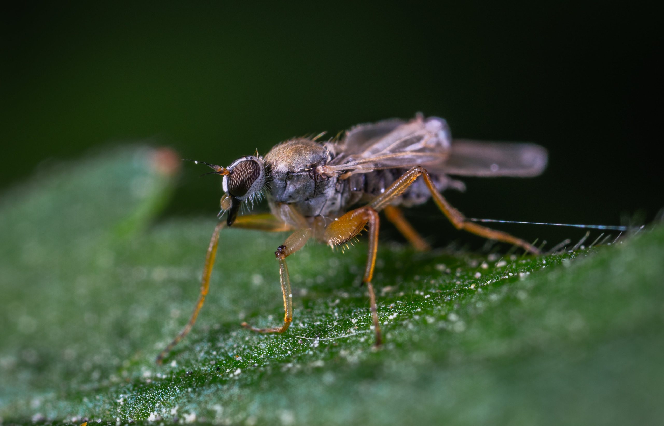 fruit fly