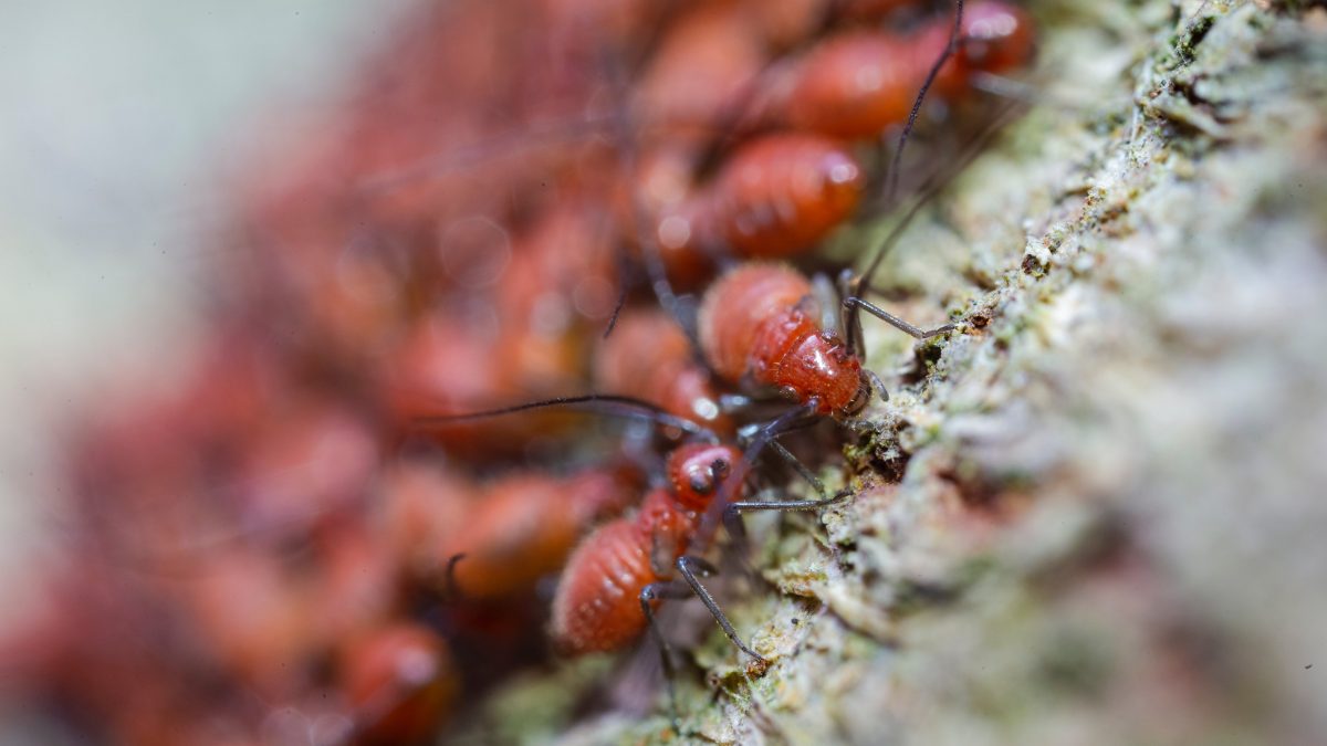 red ants