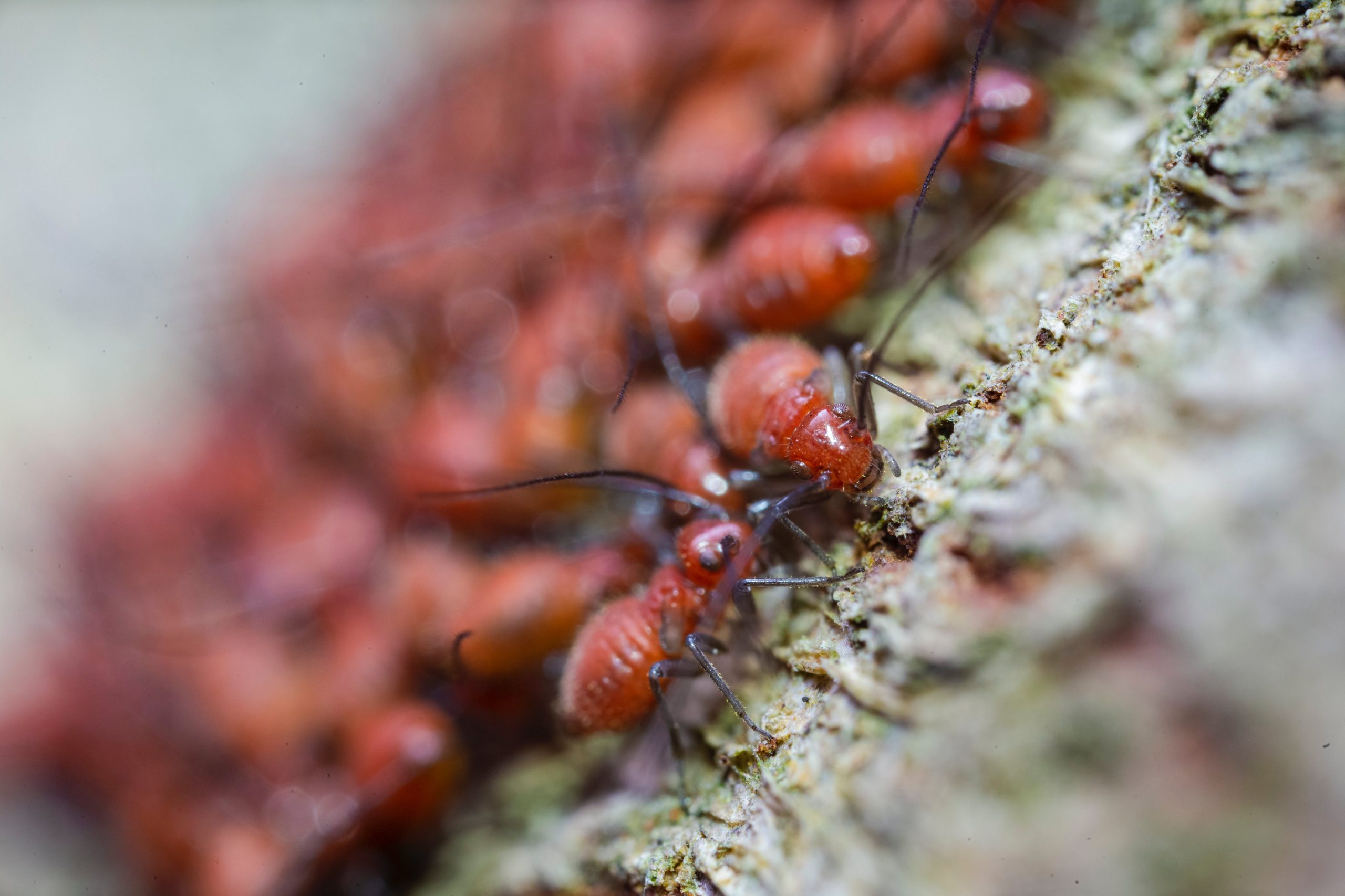 red ants