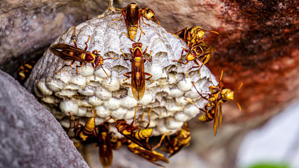 Wasp nest