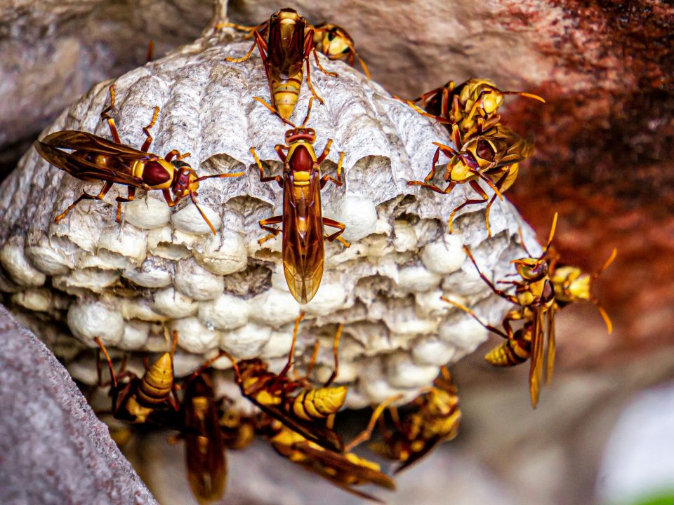 Wasp nest