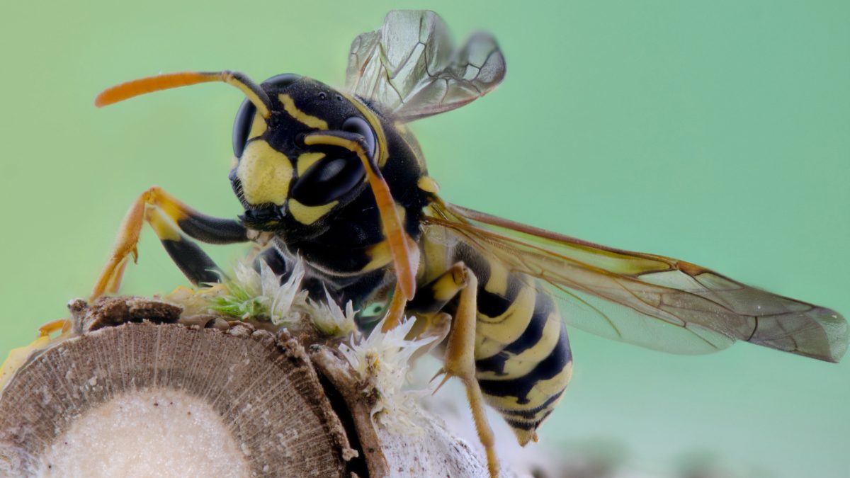 Wasp