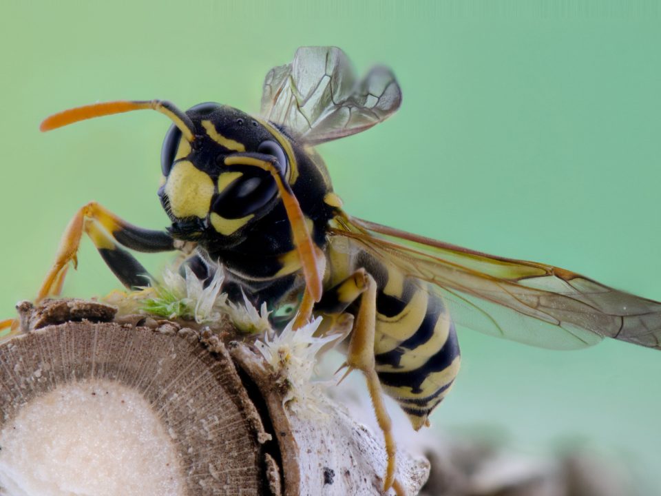 Wasp