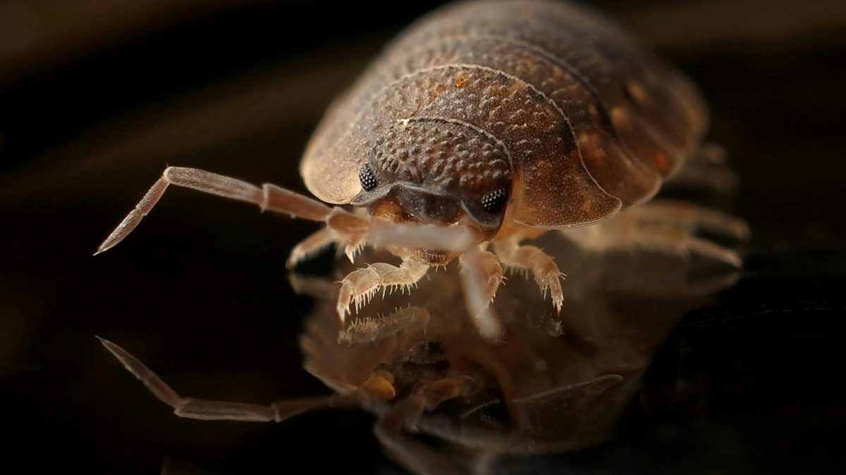 Bed bug