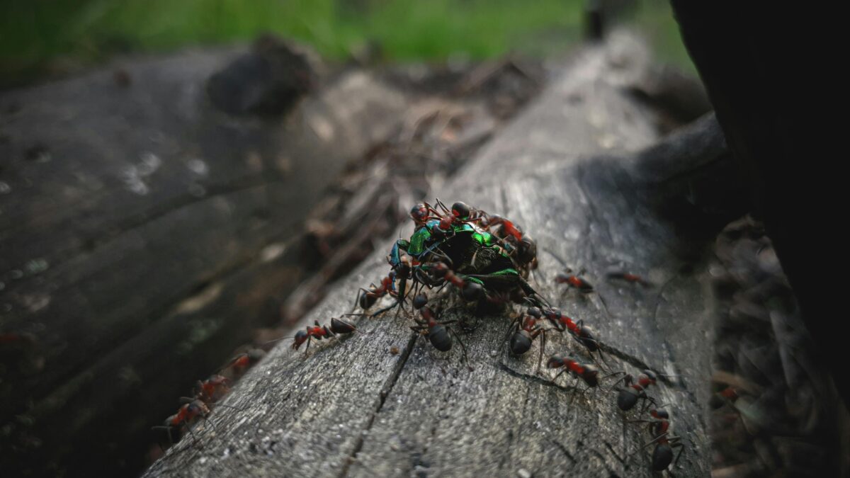 Ants on log