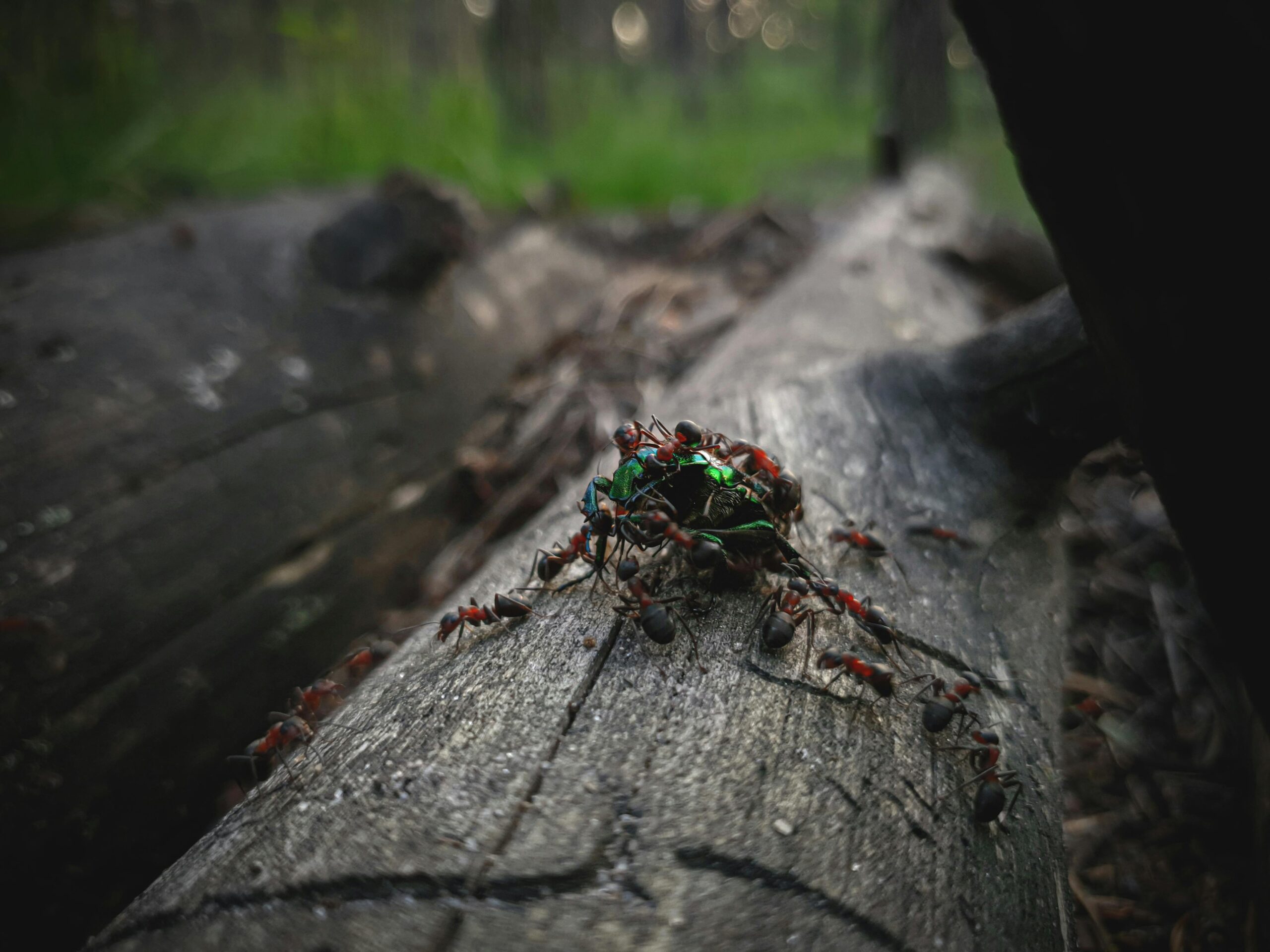 ants on a log
