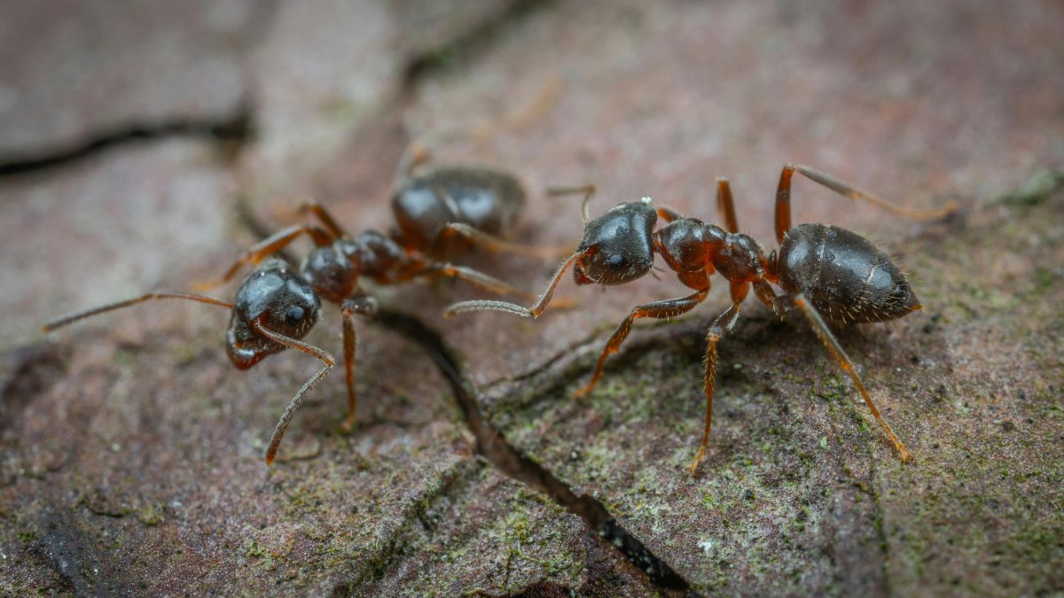 Ants on a rock