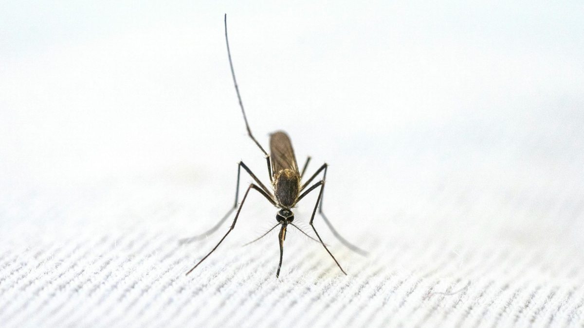 Mosquito